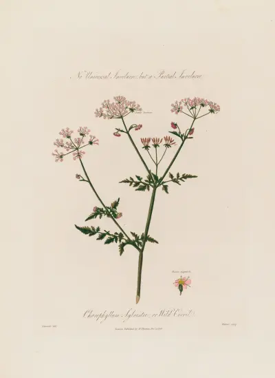 Chaerophyllum Sylvestre ; or Wild Cervil von Robert John Thornton