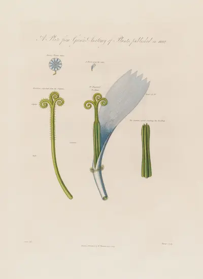 Cikoria (Chicory flower) av Robert John Thornton