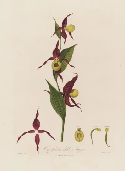 Cypripedium, fruntimmerssko av Robert John Thornton