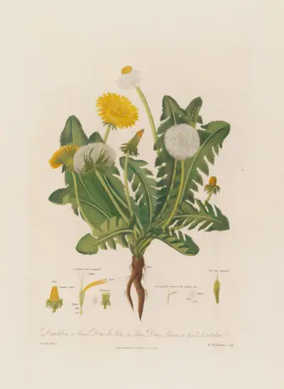 Maskros av Robert John Thornton