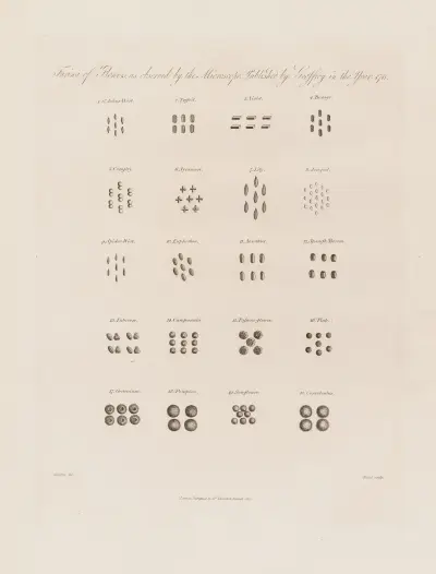 Farina of Flowers as observed by the Microscope von Robert John Thornton
