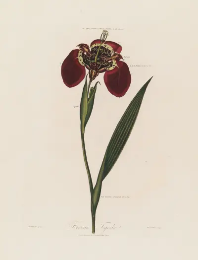 Ferraria Tigrida av Robert John Thornton