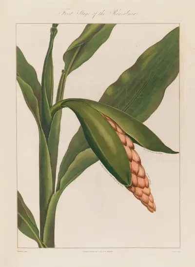 First Stage of the Renealmia av Robert John Thornton