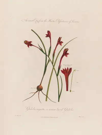 Gladiolus angustus, or narrow-leaved Gladiolus von Robert John Thornton