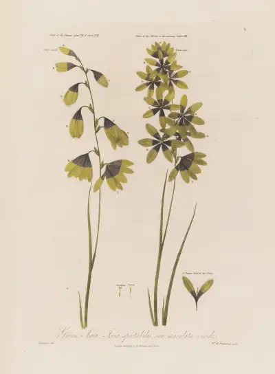 Grön ixia av Robert John Thornton
