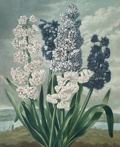 Hyacinths von Robert John Thornton