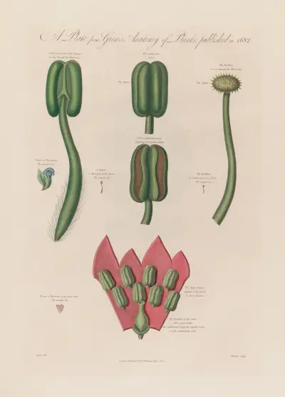 Hyoscyanus and Mesereon av Robert John Thornton