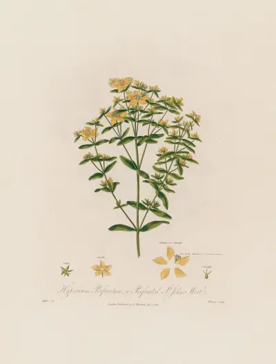 Hypericum Perforatum; eller perforerat johannesört av Robert John Thornton