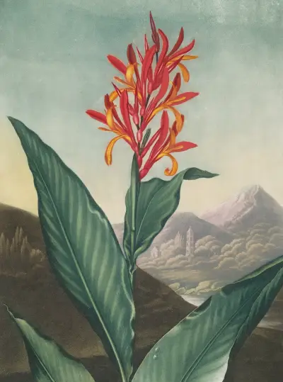 Indian reed von Robert John Thornton