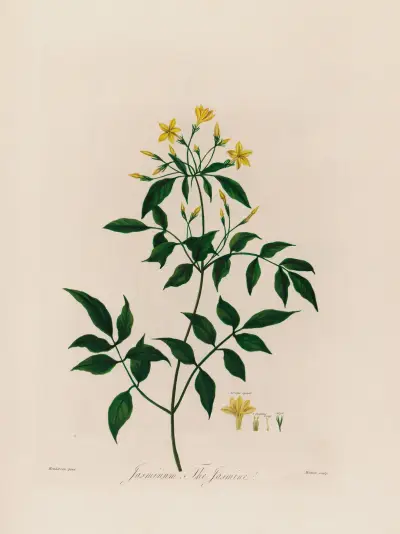 Jasmin (Jasminum, The Jasmine) von Robert John Thornton