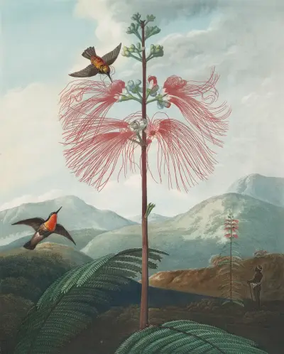 Large flowering sensitive plant von Robert John Thornton