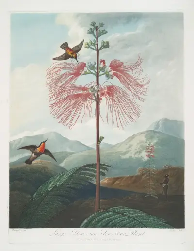 Large Flowering Sensitive Plant. av Robert John Thornton