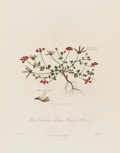 Lotus Corniculatus ; or Common Bird’s-fot Clover von Robert John Thornton