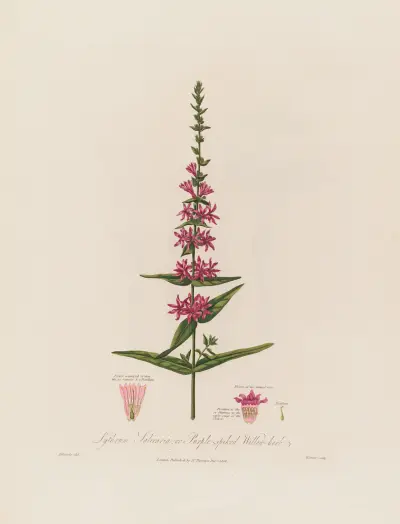 Fackelblomster av Robert John Thornton