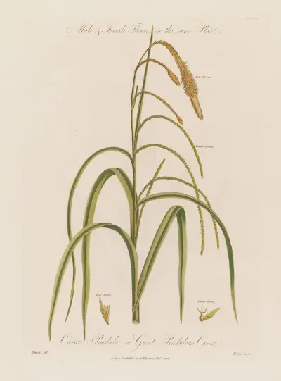 Männliche und weibliche Blüten auf derselben Pflanze. Carex pendula; Große Hängesegge von Robert John Thornton