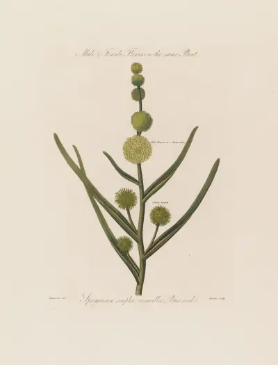 Han- och honblommor på samma planta. Sparganium simplex (mindre igelknopp) av Robert John Thornton