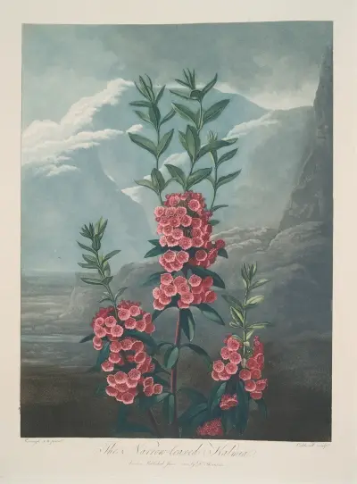 Narrow-Leaved Kalmia av Robert John Thornton