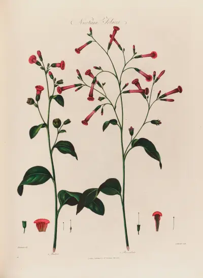 Nicotiana, Tobacco av Robert John Thornton