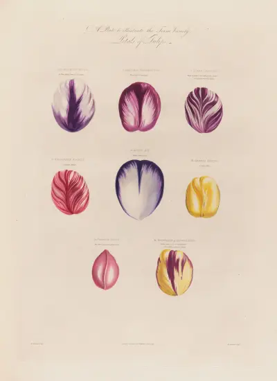 Petals of Tulips av Robert John Thornton
