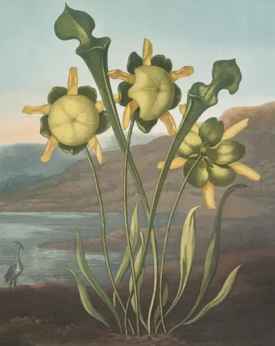 Pitcher plant von Robert John Thornton