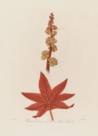 Ricinus Communis, or Common Palma Christi av Robert John Thornton
