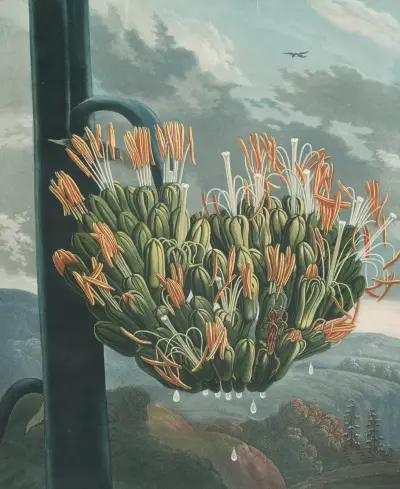 The aloe von Robert John Thornton