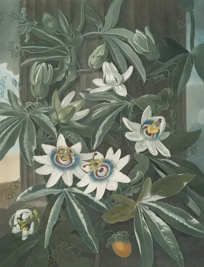 The blue passion flower von Robert John Thornton