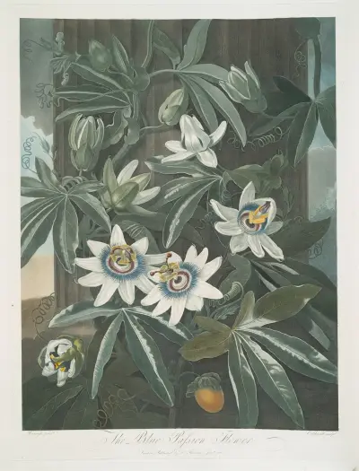 Modrá mučenka, 1799, Robert John Thornton