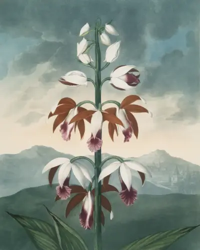 The China limodoron von Robert John Thornton