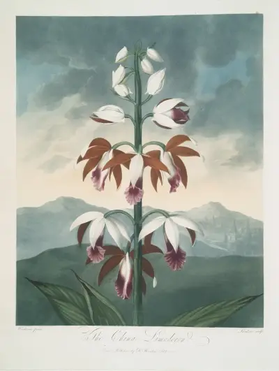 The China Limodoron av Robert John Thornton