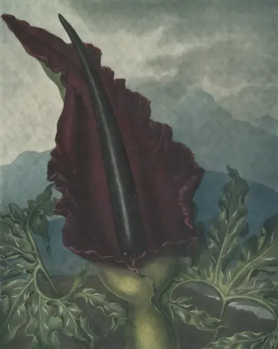 The dragon arum von Robert John Thornton
