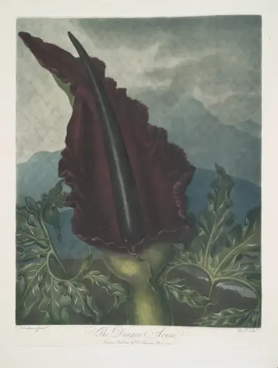 The Dragon Arum av Robert John Thornton