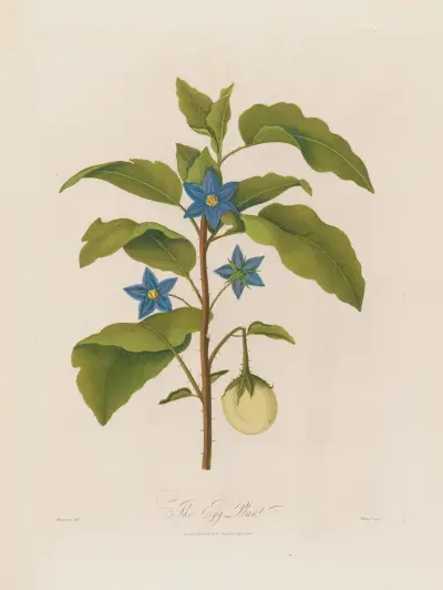 The Egg Plant av Robert John Thornton