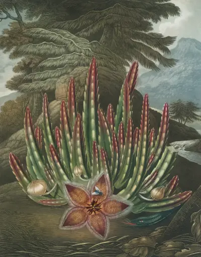 The maggot bearing stapelia, Robert John Thornton
