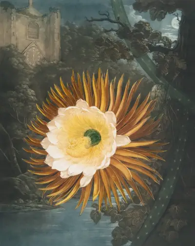 Nattblommande cereus av Robert John Thornton