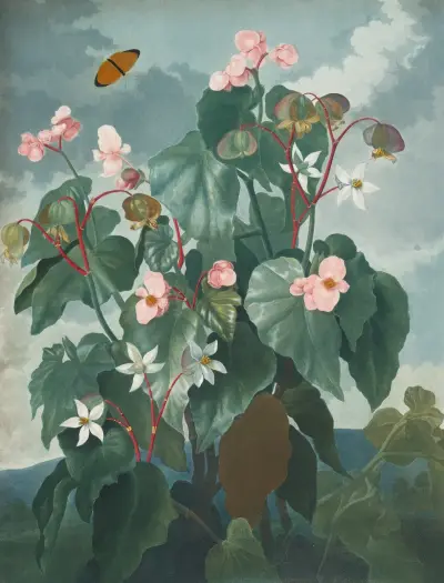The oblique-leaved begonia von Robert John Thornton