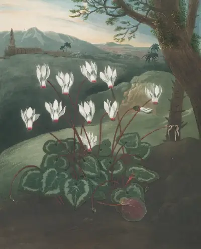 The Persian cyclamen von Robert John Thornton