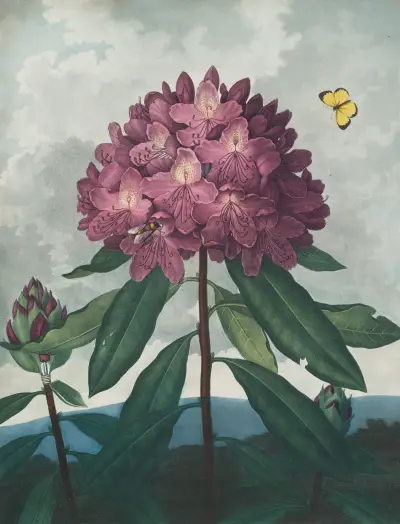 Den pontiska rhododendronen av Robert John Thornton