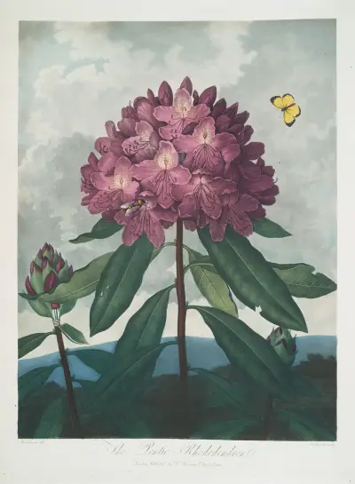 Den pontiska rododendron av Robert John Thornton