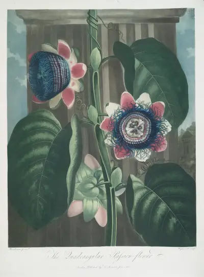 Den fyrkantiga passionsblomman av Robert John Thornton