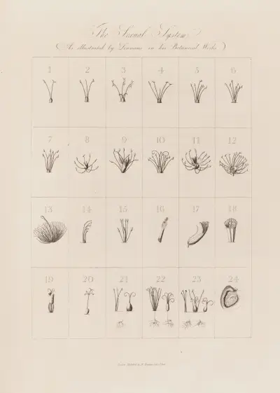 Linnés sexuella system av Robert John Thornton