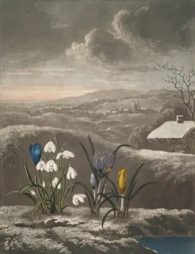 The snowdrop von Robert John Thornton