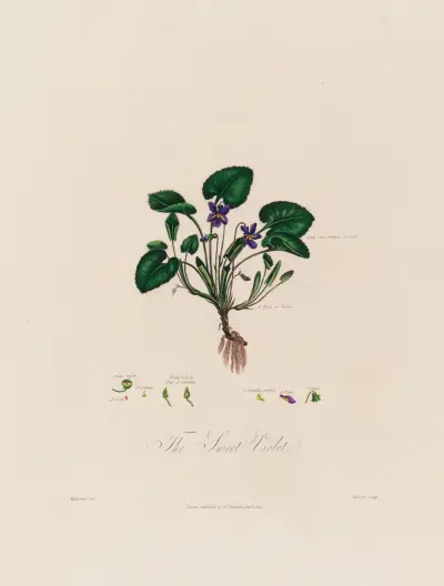 The Sweet Violet av Robert John Thornton