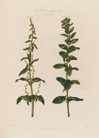 The Two Sexes on different Plants. Spinach. av Robert John Thornton