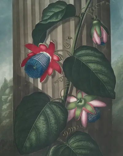 The winged passion-flower von Robert John Thornton