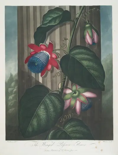 Den bevingade passionsblomman av Robert John Thornton