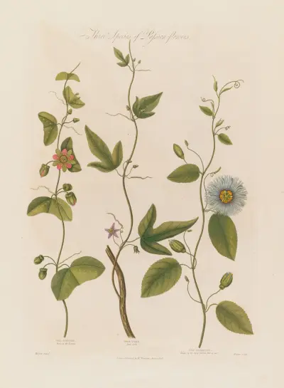 Three Species of Passion-flowers. The Dotted, The Cork, The Serrated av Robert John Thornton