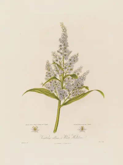 Veratrum album, or White Hellebore av Robert John Thornton