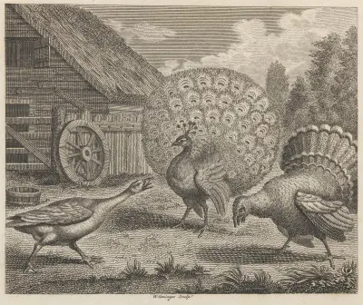 Fable XI. The Peacock, the Turkey, and the Goose av John Wootton