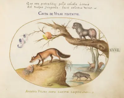 A Cross Fox, a Hyena;Baboon, a ‘Sea Wolf,’ and a Gulon (Wolverine) av Joris Hoefnagel